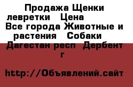 Продажа Щенки левретки › Цена ­ 40 000 - Все города Животные и растения » Собаки   . Дагестан респ.,Дербент г.